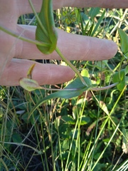 Bupleurum multinerve