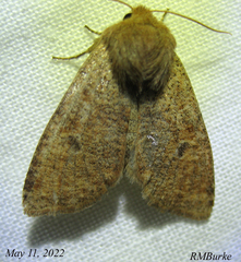 Orthosia rubescens