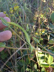 Bupleurum multinerve