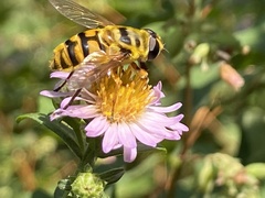 Myathropa florea