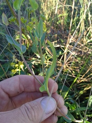 Bupleurum multinerve