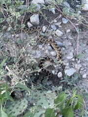 Pituophis catenifer