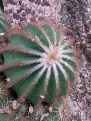 Parodia magnifica