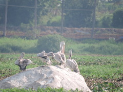 Pelecanus philippensis