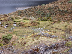 Cinclodes albidiventris