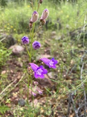Penstemon stenophyllus