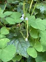 Oxalis trilliifolia