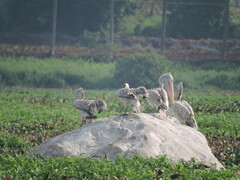 Pelecanus philippensis