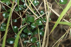 Psydrax odorata buxifolia