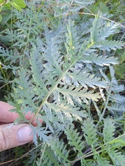Artemisia armeniaca