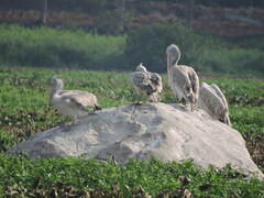 Pelecanus philippensis