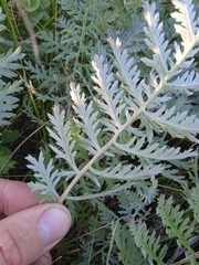 Artemisia armeniaca