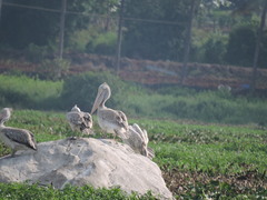 Pelecanus philippensis