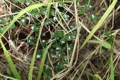 Psydrax odorata buxifolia