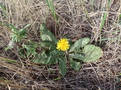 Taraxacum serotinum