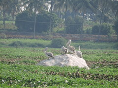 Pelecanus philippensis
