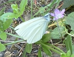 Pieris