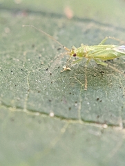 Blepharidopterus angulatus