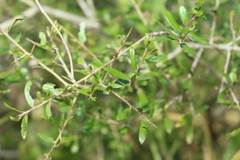 Pittosporum viscidum