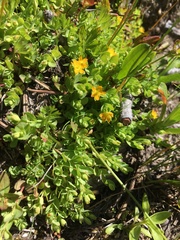 Hypericum anagalloides