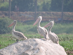 Pelecanus philippensis