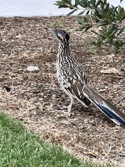 Geococcyx californianus