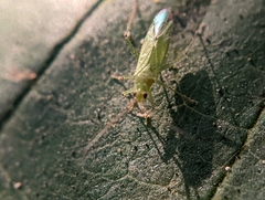 Blepharidopterus angulatus