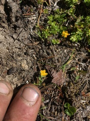 Hypericum anagalloides