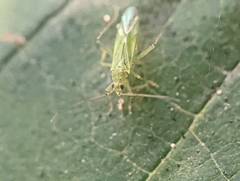 Blepharidopterus angulatus