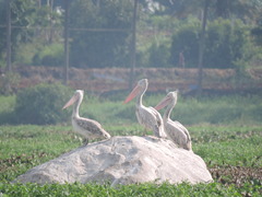 Pelecanus philippensis