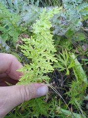 Filipendula vulgaris