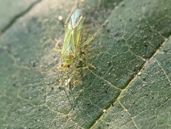 Blepharidopterus angulatus