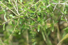 Pittosporum viscidum