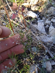 Odontarrhena obovata