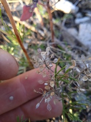 Odontarrhena obovata