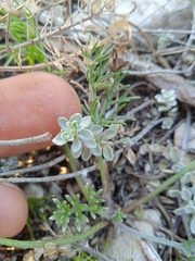 Odontarrhena obovata