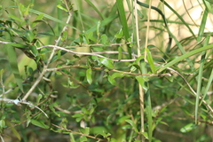 Pittosporum viscidum