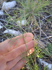 Artemisia commutata