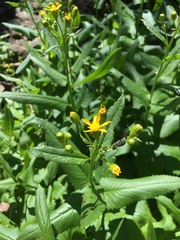 Senecio triangularis