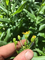 Senecio triangularis