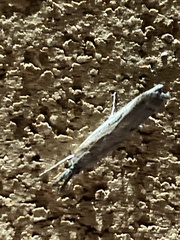Fissicrambus mutabilis