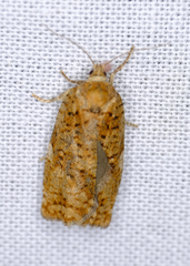 Choristoneura fumiferana