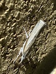 Fissicrambus mutabilis