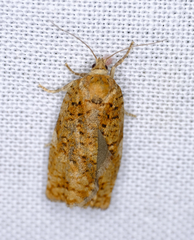 Choristoneura fumiferana