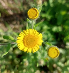 Pulicaria dysenterica
