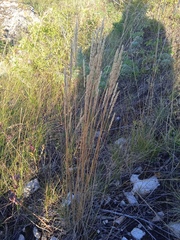 Phleum phleoides