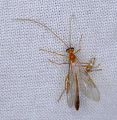 Enicospilus
