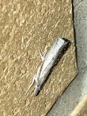 Fissicrambus mutabilis