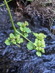 Chrysosplenium tetrandrum