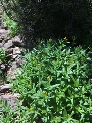 Senecio triangularis
